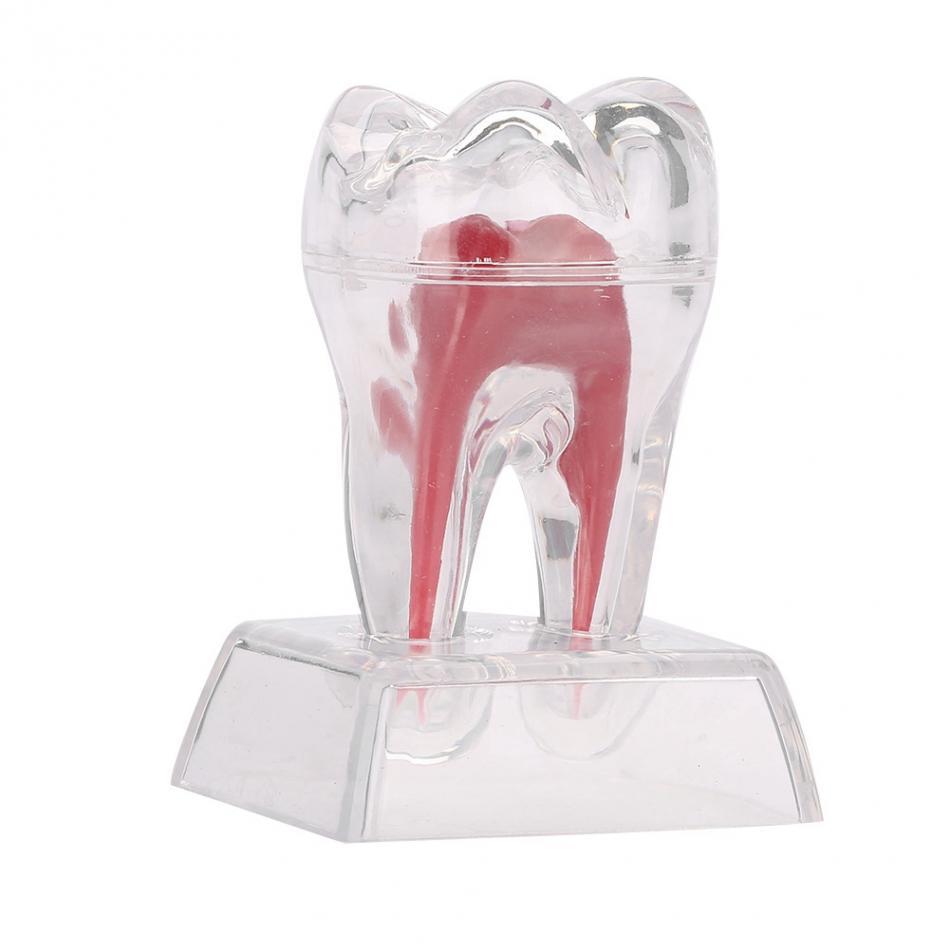 5 Pcs Dental Anatomical Model Transparent Luminous Detachable Single Tooth Decomposition Dentistry Clinic Ornaments