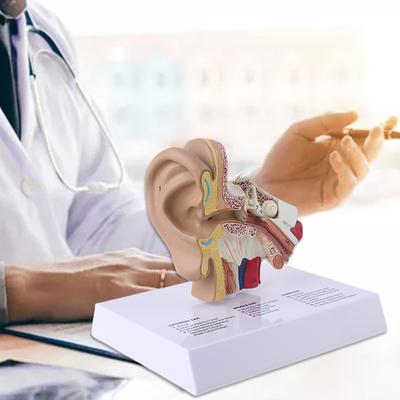 1,5 keer levensgroot menselijk oor model wetenschappelijke anatomie lesmateriaal anatomische studie display professioneel