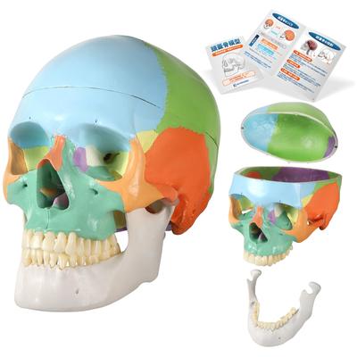KIYOMARU Color Skull Model, Human Body Model, Skull Model, Supervised by a Physical Therapist, Life-Size, 3-Part Set