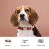 Fashion Dog Collar+Leash+Necktie Set Completes with Colorful Floral Print Bow Perfect for Pets Outstanding in the Crowd