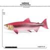 Kids' Deep-Sea Exploration Marine Creature Model Toy - Salmon, Mahseer, Fish Ornament