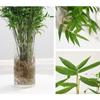 Compact Hydroponic Bamboo Rice Pot for Indoor/Outdoor Landscaping: Fiddle Leaf Bamboo Seedlings, Ornamental Courtyard Bonsai Plant.