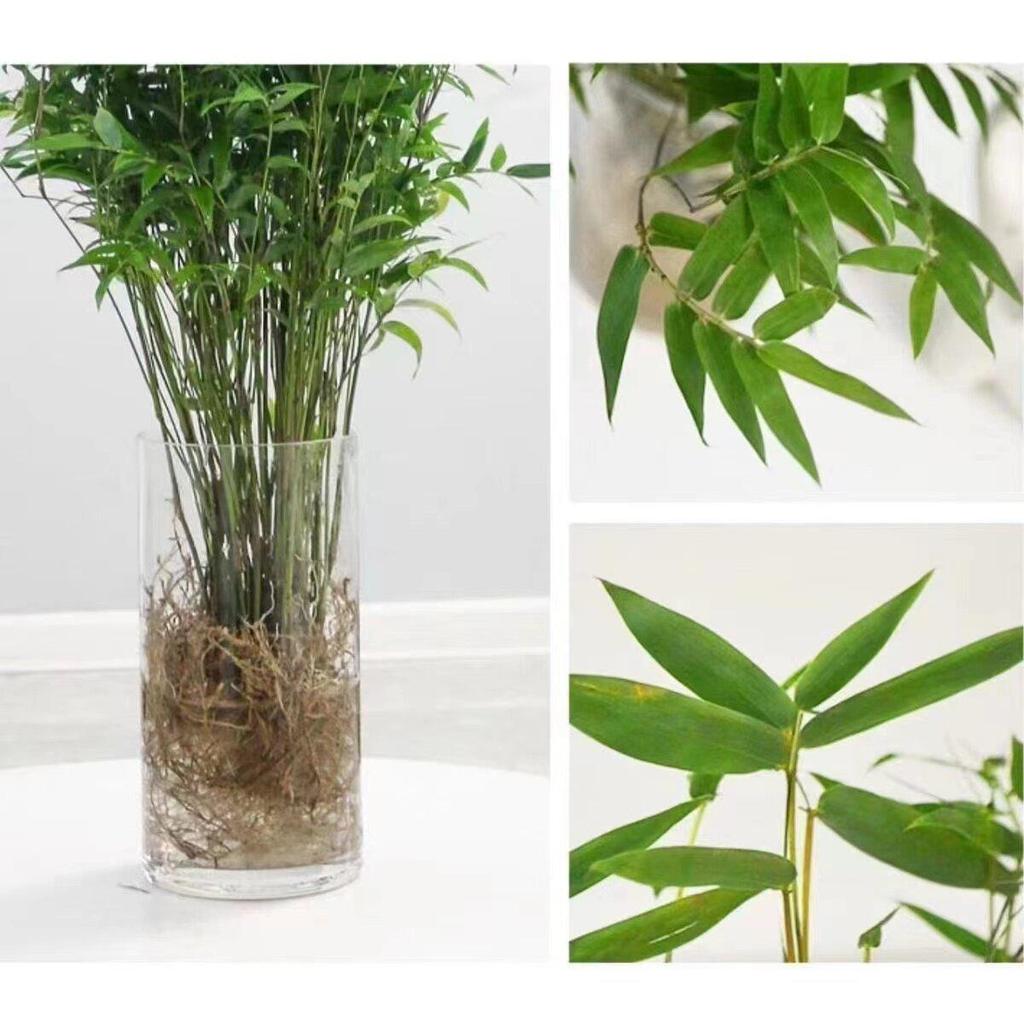 Compact Hydroponic Bamboo Rice Pot for Indoor/Outdoor Landscaping: Fiddle Leaf Bamboo Seedlings, Ornamental Courtyard Bonsai Plant.