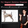 Pet Magnet Skeleton Picture Teaching Dog Magnetic Skeleton Wall Picture by Pet Beautician School 1