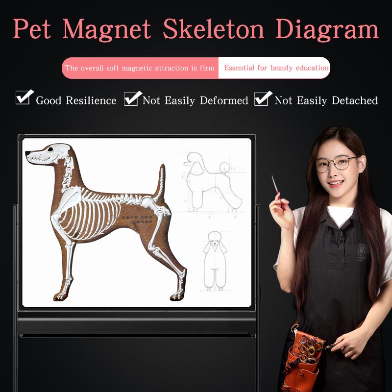 Pet Magnet Skeleton Picture Teaching Dog Magnetic Skeleton Wall Picture by Pet Beautician School 1