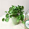 Artificial Plant Mini Bouquet Copper Coin Grass Soft Glue Fake Green Plants Wall Hanging for Home Office Garden Decoration