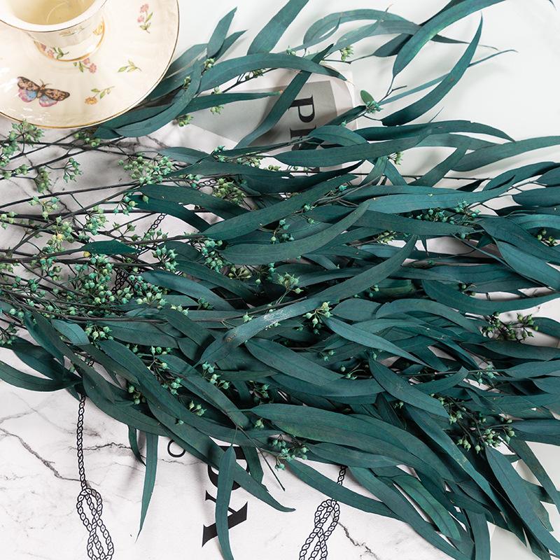 Eternal Apple Eucalyptus Millet Fruit Leaves Beauty Leaves Eucalyptus Leaves Air Dried Flowers And Leaves Multicolor Eucalyptus Leaves Home Decoration