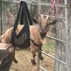 Calf Sling for Weighing Animals Assist Sling Hang Scale with Adjustable Straps for Calves Lambs Goats Baby Alpacas