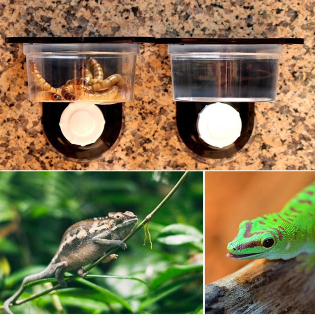 gecko feeder