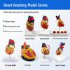 Avtagbar anatomisk modell av mänskligt hjärta med B-mode färgdopler