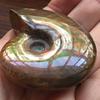 Collectibles Crystal Natural Iridescent Ammonite Specimen Fossil Madagascar Stone Ammolite Facet
