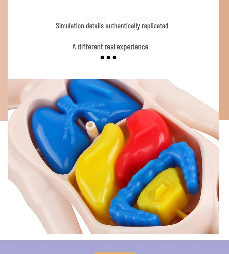 DIY Human Organ Structure Model for Children's Science Education