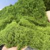 Artificial Woolly Moss Lawn for Indoor Landscaping and Decoration