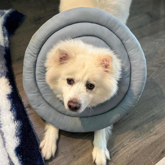 Collare Cono Morbido Regolabile a Ciambella con Coulisse Alternativa al Collare a Cono per Cani e Gatti di Taglia Grande, Media, Piccola Dopo l'Intervento