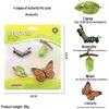 Children's Cognitive Toys: Frog Tadpole Growth Cycle Models