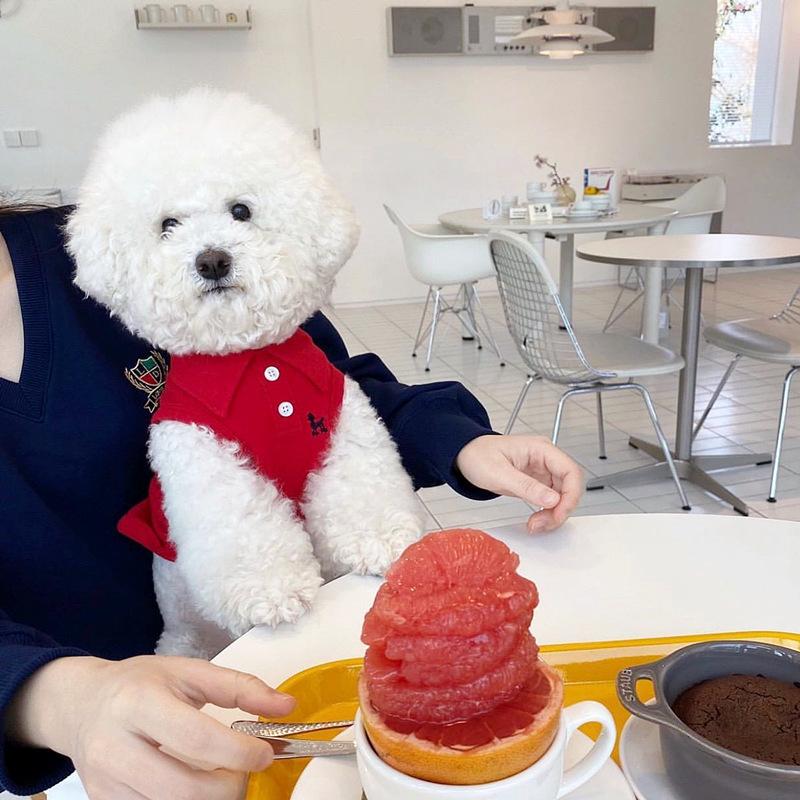 

Рубашка-поло для домашних собак для маленьких и средних собак, модная одежда для собак, милый однотонный пуловер для щенков, летняя прохладная рубашка для кошек, толстовки для питомцев XL красный