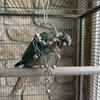 Wear-resistant Metal Bird Chain Bells Toys Bite Resistant Bird Cage Hanging Toy  Small Medium Birds