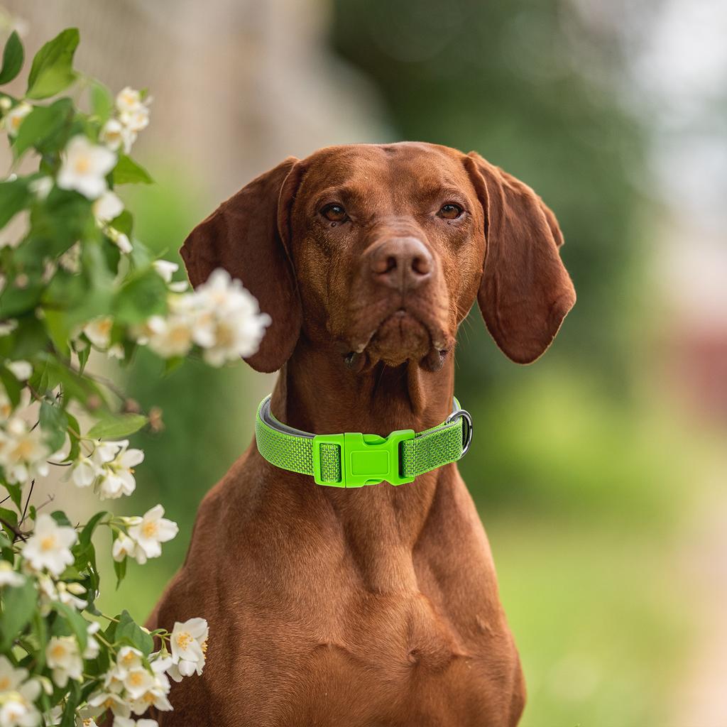 Personalized Dog Collar with Removable Engraved Tag Nylon Reflective Strap Solid Metal D-Ring Color Adjustable Buckle Pet collar