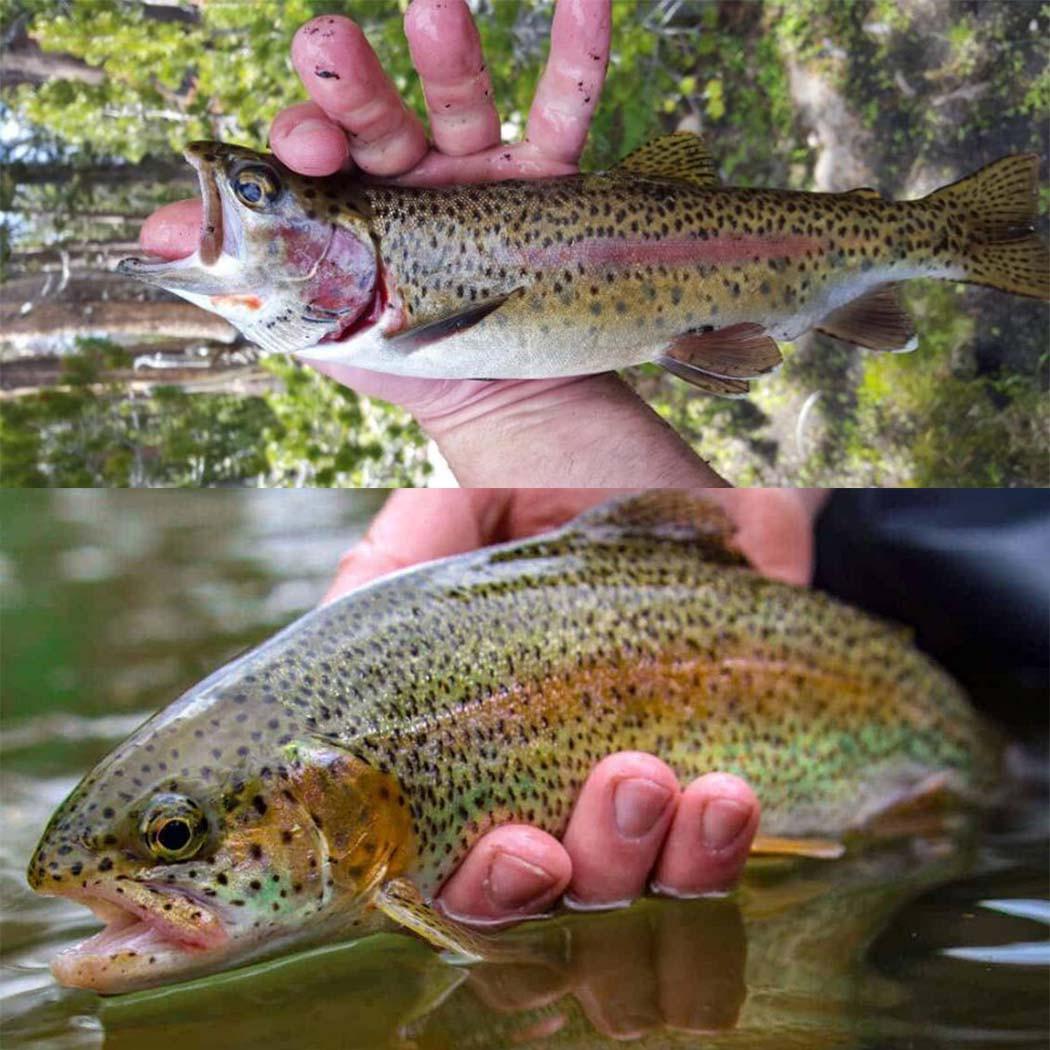 6/12/24 шт./кор. — фото 6