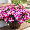 1/2Pcs Morning Glory Artificial Flowers UV-Resistant Silk Fake Flower for Home Room Decor Garden Wedding Decoration Outdoor