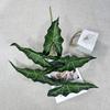 Alocasia Simulated Plant Odora Mall Hotel Courtyard Green Decoration Plant