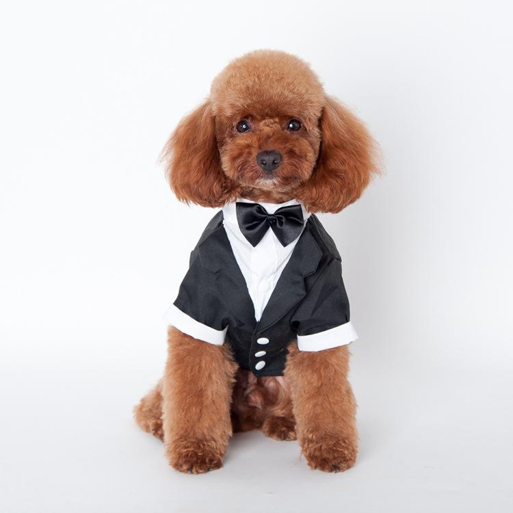 Jesienno-zimowa odzież dla psa: Przytulne stroje dla Teddy'ego, Golden Retrievera i Samojeda