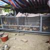 Animais de criação – Acessórios e jaulas para animais