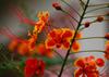 SAFLAX Mexican Bird Of Paradise - 10 Seeds - Caesalpinia Pulcherrima
