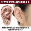 Felimoa Ear Pressure Point Model Massage Acupuncture Position Confirmation Easy To Understand Disorder Improvement Pressure Points