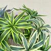 Artificial Palm Tree High Grade Simulation of Fake Flowers 3 Heads Turtle Back Leaf Creative Simulation Plant Wall Potted Decor