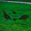 4x Bird Animal Statue Garden Decor Photographic Props Yard Stake Patio Iron Sculpture