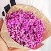 Baby's Breath Dried Flower Bouquet for Living Room Decor - Real Fresh Cut Flowers, Perfect for Gifting and Decorative Ornaments.