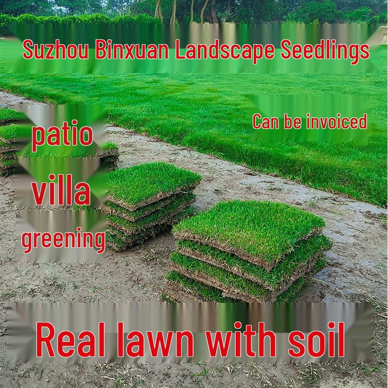 Suzhou Natural Lawn with Manila and Taiwan Grass for Villa Courtyard Gardens