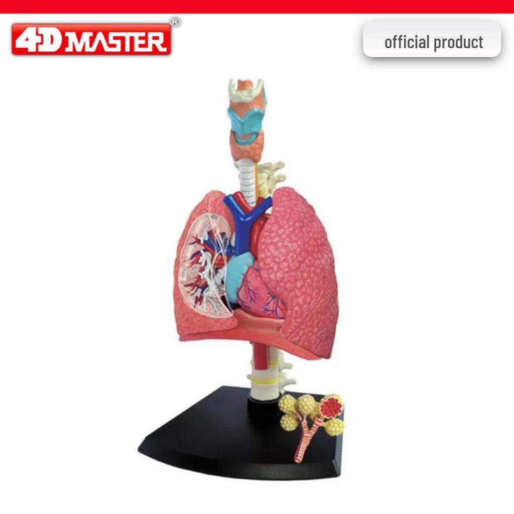 4D Knee Joint Ligament Anatomy Model for Medical Teaching