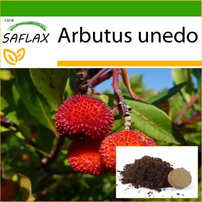 Erdbeerbaum – 50 Samen – Mit Blumenerde für eine bessere Kultivierung – Arbutus unedo