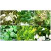 6 Bags Premium Liver Detox Tea Chinese Herbal Blend Hepatica Cleanse