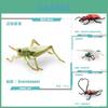 Realistic Pvc Insect Model Set Including Rhinoceros Beetle And Dragonfly For Decoration