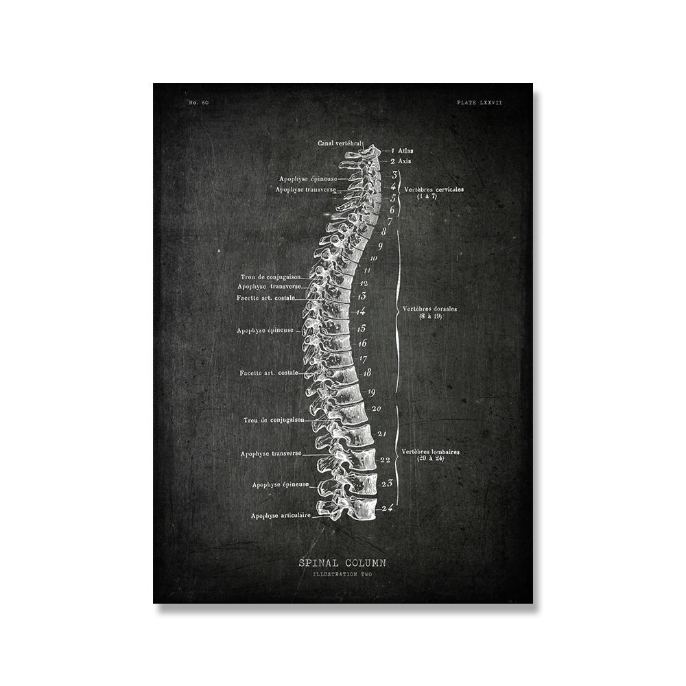 

Винтажный постер с анатомией человека, медицинская настенная картина, мышечный скелет, холст, печать, живопись для декора клиники больницы 40x50cm No Framed