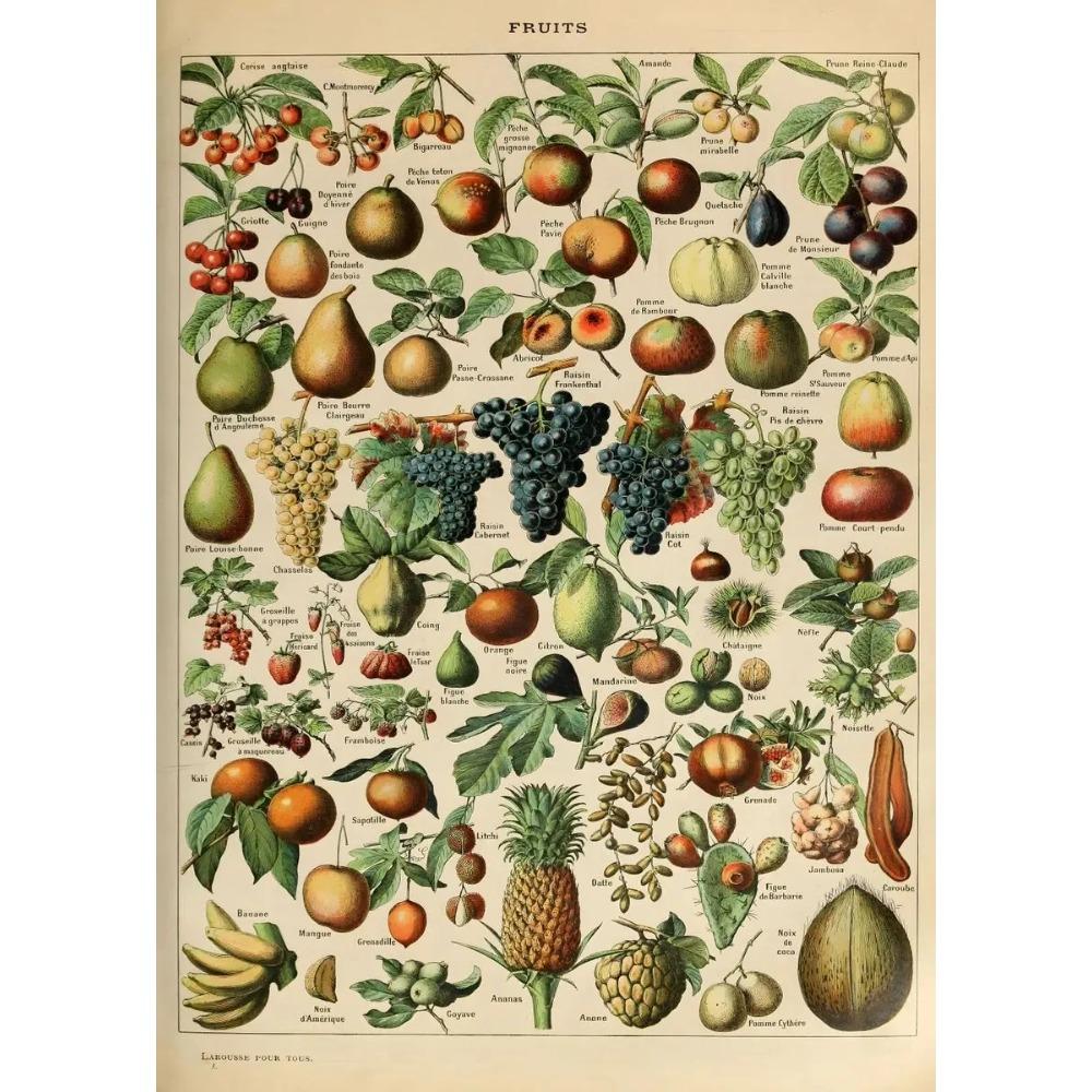 Arte Murale Classica Vintage Piante Fungo Fiore Medicinale Insetto Farfalla Verdura Zucca Carota Tela Poster ad Olio e Stampe