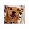 Fashion shorts for dogs and pets, 3D prints for men, beautiful summer shorts, pajamas for animals