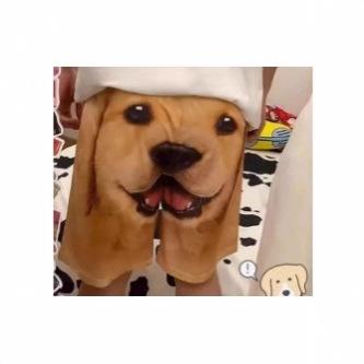 Fashion shorts for dogs and pets, 3D prints for men, beautiful summer shorts, pajamas for animals