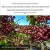 Yunnan Baoshan Arabica Espresso Coffee Beans