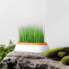 Cat Grass Cultivation - Grow Greens Indoors