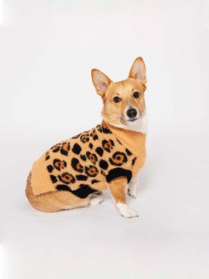 Ropa y calzado – Suéteres para perros