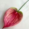 Plants Anthurium Simulated Wedding Hotel Restaurant Decoration Desktop Ornament