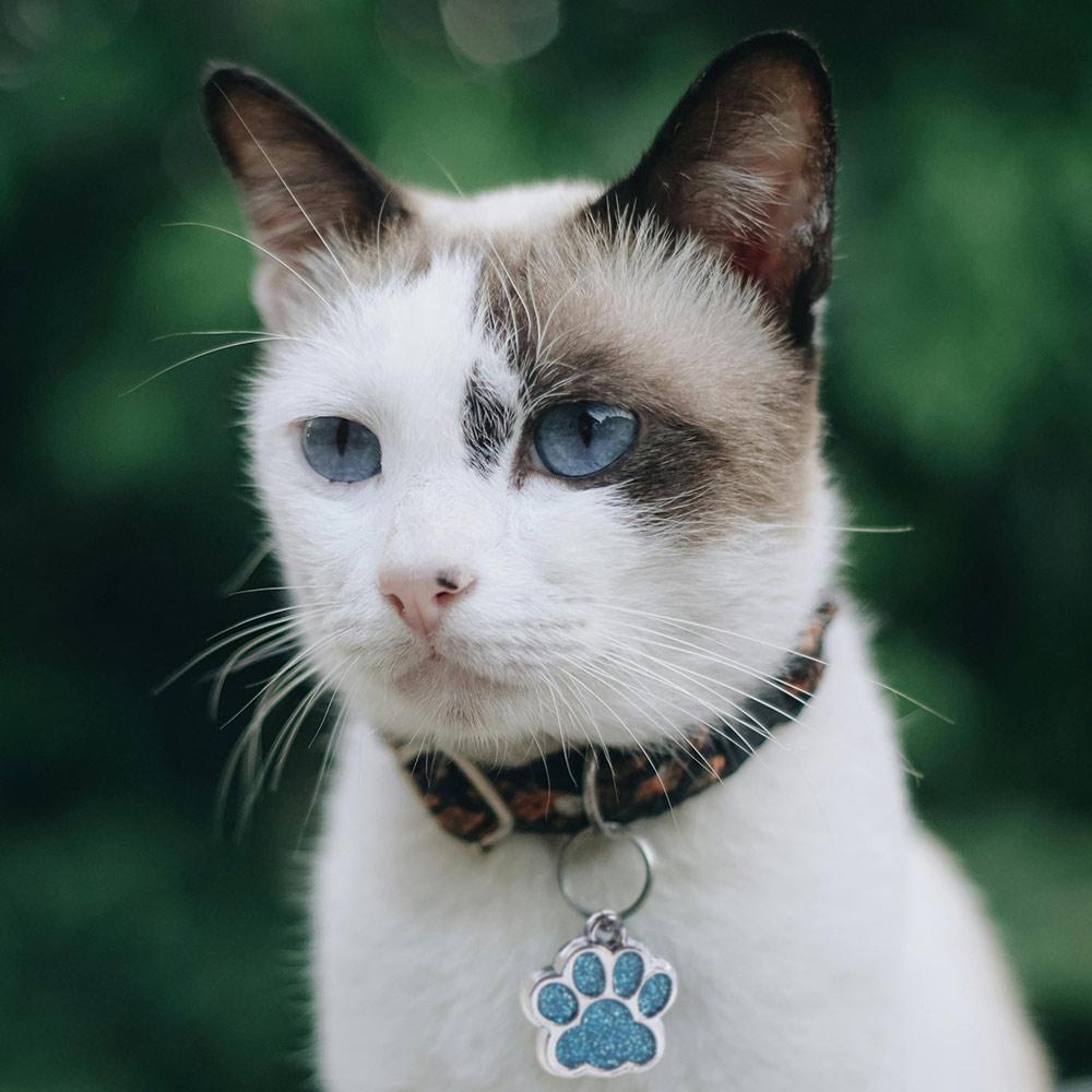 Personalized Dog Cat Tags Anti-Lost Pet Collar Tag Pendant Cats Supplies Pet Glitter Pendant  Cats