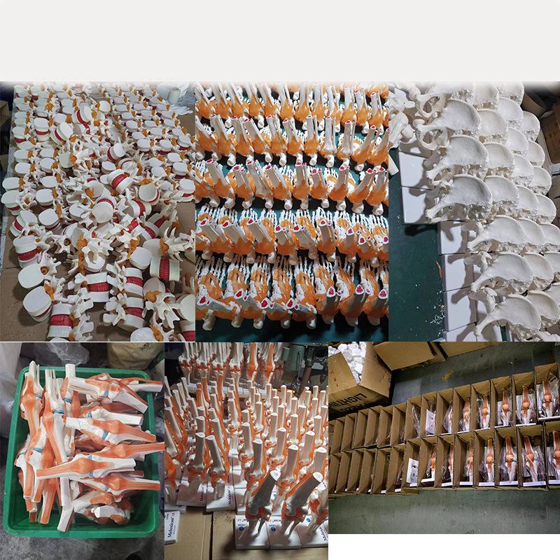 Human Skeleton Model with 6 Major Joints: Knee, Foot, Hand, Shoulder, Elbow, and Hip