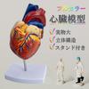 Lunari Heart Model, Life-Size 1:1 Human Anatomy Model, Full Color, with Stand, Educational, Anatomical Structure, Research, Training Materials