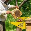 Suport cadru stup, Stand stup, Suport metalic pentru cadru stup, Suport inspecție stup pentru apicultură, Cutii stup kit de start pentru apicultură