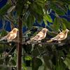 Waterproof Plastic Bird Light String For Porch Pathway Decorative Lamp Decoration for Courtyards Villa